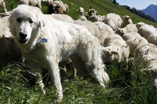 Ce ne sont pas moins de 141 chiens qui ont été mobilisés sur les alpages valaisans lors de la saison 2024 (photo d'illustration). KEYSTONE/JEAN-CHRISTOPHE BOTT